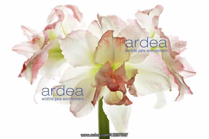 : Amaryllis, Hippeastrum Aphrodite : Amaryllis, Hippeastrum Aphrodite