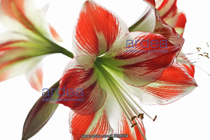 : Amaryllis, Hippeastrum Ambience : Amaryllis, Hippeastrum Ambience