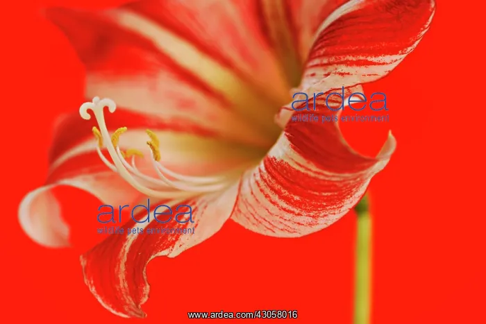 : Amaryllis, Hippeastrum Ambience : Amaryllis, Hippeastrum Ambience