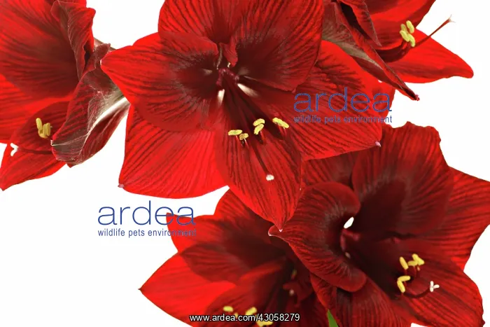 : Amaryllis, Hippeastrum Black Pearl : Amaryllis, Hippeastrum Black Pearl