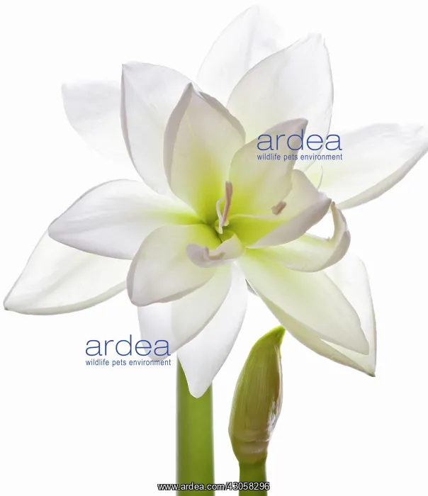 : Amaryllis, Hippeastrum White Peacock : Amaryllis, Hippeastrum White Peacock