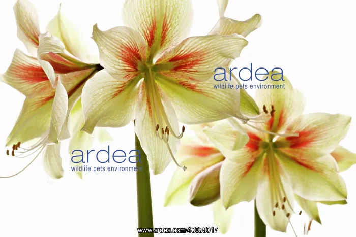 : Amaryllis, Hippeastrum Rembrandt van Rijn : Amaryllis, Hippeastrum Rembrandt van Rijn