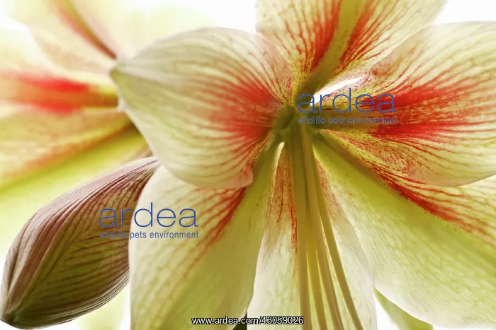 : Amaryllis, Hippeastrum Rembrandt van Rijn : Amaryllis, Hippeastrum Rembrandt van Rijn