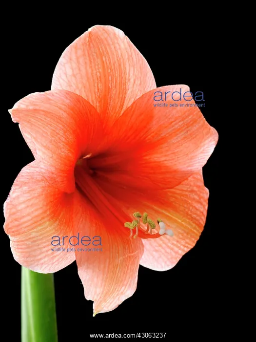 : Amaryllis, Hippeastrum Red Lion : Amaryllis, Hippeastrum Red Lion