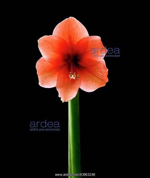 : Amaryllis, Hippeastrum Red Lion : Amaryllis, Hippeastrum Red Lion