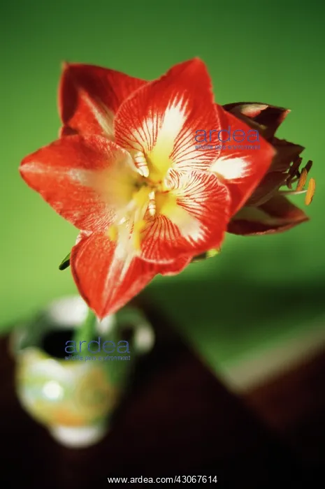 : Amaryllis, Hippeastrum : Amaryllis, Hippeastrum