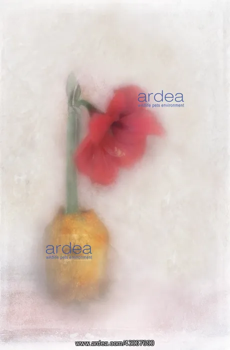 : Amaryllis, Hippeastrum. Digitally manipulated image of single Amaryllis flower in small : Amaryllis, Hippeastrum. Digitally manipulated image of single Amaryllis flower in small