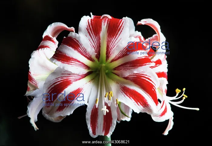 : Amaryllis, Hippeastrum Sydney : Amaryllis, Hippeastrum Sydney