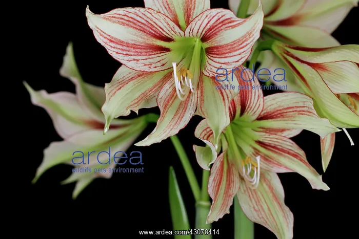 : Amaryllis, Hippeastrum Giraffe : Amaryllis, Hippeastrum Giraffe