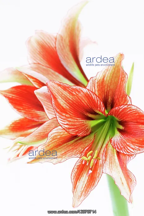 : Amaryllis, Hippeastrum Mystery : Amaryllis, Hippeastrum Mystery
