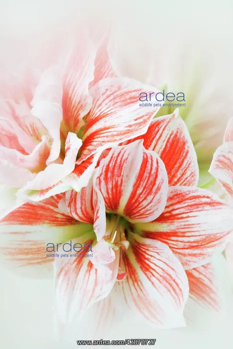  : Amaryllis, Hippeastrum Macarena