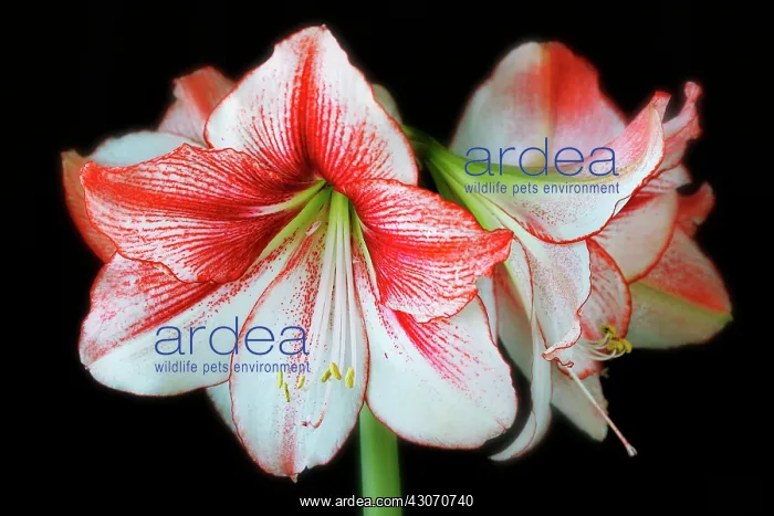 : Amaryllis, Hippeastrum Charisma : Amaryllis, Hippeastrum Charisma