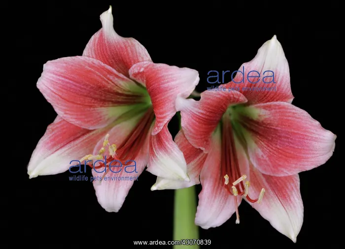 : Amaryllis, Hippeastrum Misty : Amaryllis, Hippeastrum Misty