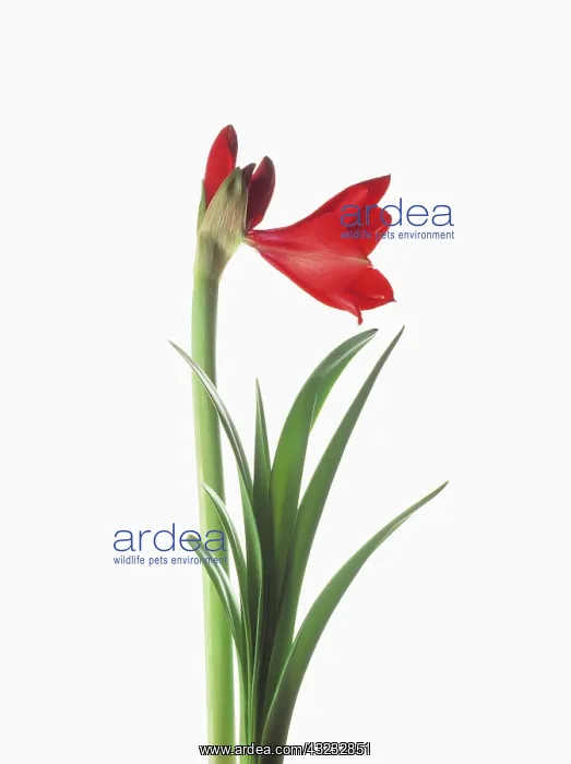 : Amaryllis, Hippeastrum Floris Hekker : Amaryllis, Hippeastrum Floris Hekker