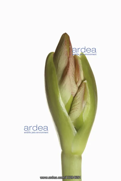 : Amaryllis, Amaryllidaceae Hippeastrum, breaking : Amaryllis, Amaryllidaceae Hippeastrum, breaking