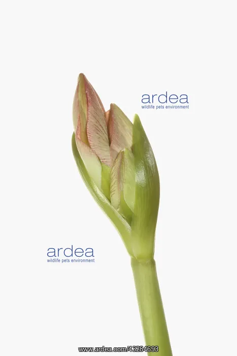 : Amaryllis, Amaryllidaceae Hippeastrum, breaking : Amaryllis, Amaryllidaceae Hippeastrum, breaking