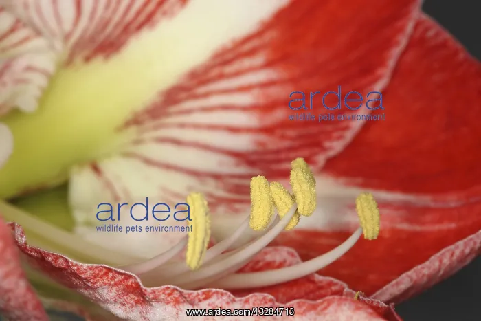 : Amaryllis, Amaryllidaceae Hippeastrum, close up : Amaryllis, Amaryllidaceae Hippeastrum, close up