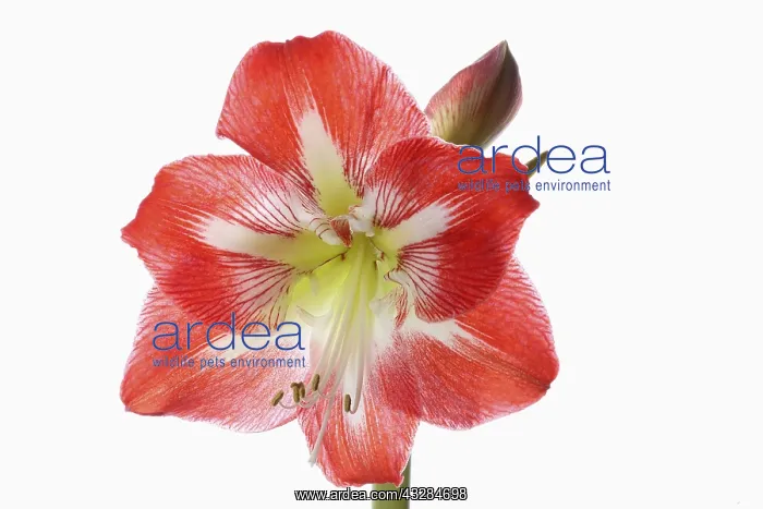 : Amaryllis, Amaryllidaceae Hippeastrum, deep pink : Amaryllis, Amaryllidaceae Hippeastrum, deep pink