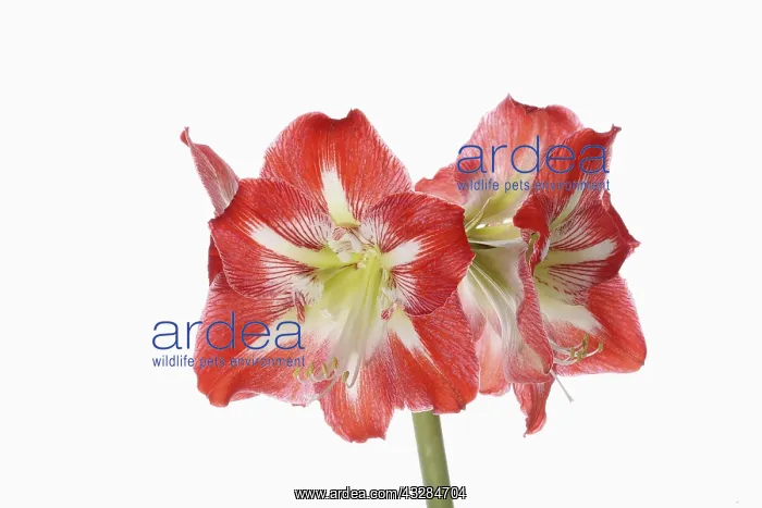 : Amaryllis, Amaryllidaceae Hippeastrum, deep pink : Amaryllis, Amaryllidaceae Hippeastrum, deep pink