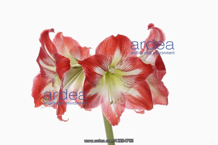 : Amaryllis, Amaryllidaceae Hippeastrum, deep pink : Amaryllis, Amaryllidaceae Hippeastrum, deep pink