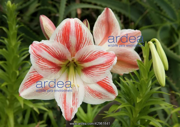 : Amaryllis - flowers : Amaryllis - flowers