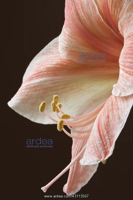 : Amaryllis, Hippeastrum Flamingo, Very close cropped : Amaryllis, Hippeastrum Flamingo, Very close cropped