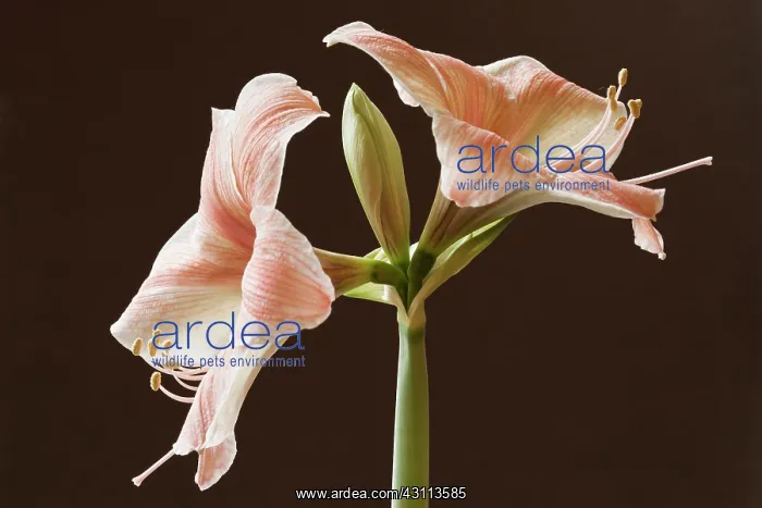 : Amaryllis, Hippeastrum Flamingo, Very close cropped : Amaryllis, Hippeastrum Flamingo, Very close cropped