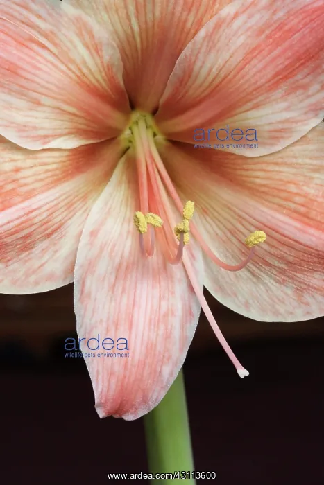 : Amaryllis, Hippeastrum Flamingo, Very close cropped : Amaryllis, Hippeastrum Flamingo, Very close cropped