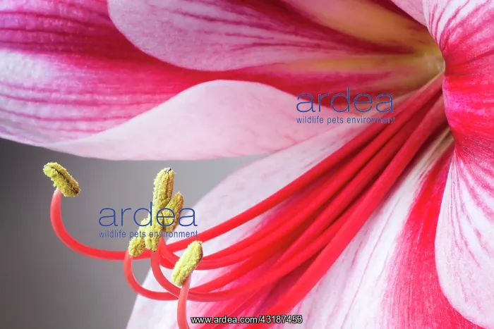 : Amaryllis, Hippeastrum Gervase, Close view a single : Amaryllis, Hippeastrum Gervase, Close view a single