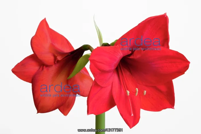 : Amaryllis, Hippeastrum Red Lion, Two red flowers : Amaryllis, Hippeastrum Red Lion, Two red flowers