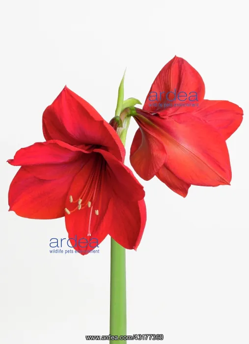 : Amaryllis, Hippeastrum Red Lion, Two red flowers : Amaryllis, Hippeastrum Red Lion, Two red flowers