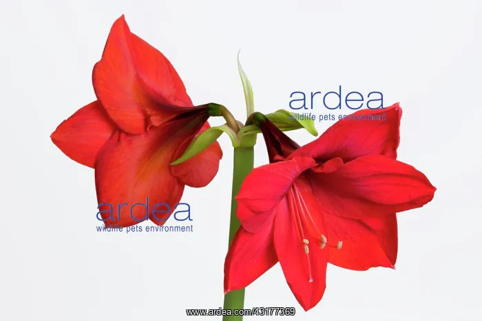 : Amaryllis, Hippeastrum Red Lion, Two red flowers : Amaryllis, Hippeastrum Red Lion, Two red flowers