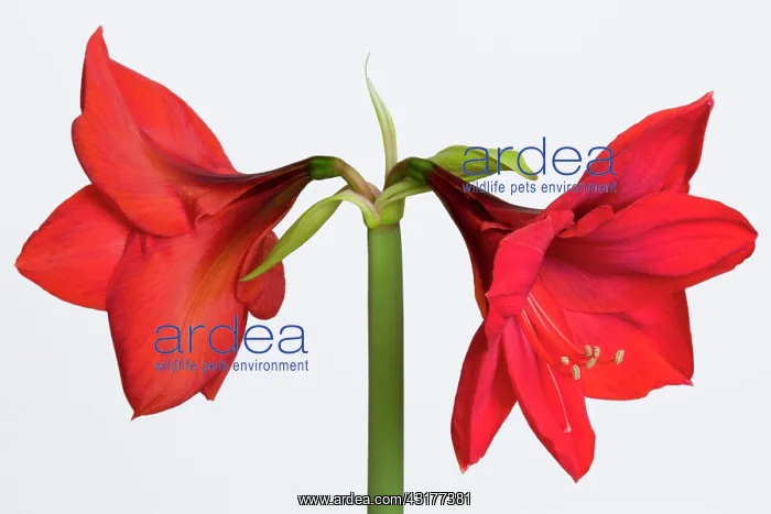 : Amaryllis, Hippeastrum Red Lion, Two red flowers : Amaryllis, Hippeastrum Red Lion, Two red flowers