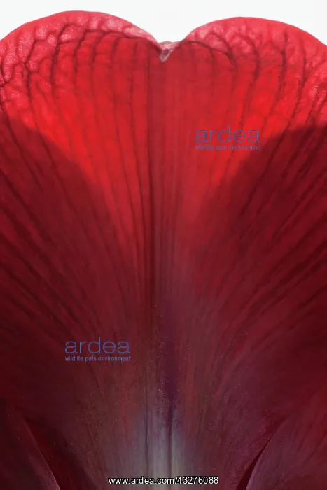 : Amaryllis, Hippeastrum Royal Velvet, Red subject : Amaryllis, Hippeastrum Royal Velvet, Red subject