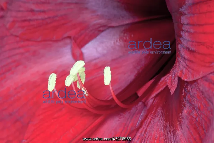 : Amaryllis, Hippeastrum Royal Velvet, Red subject : Amaryllis, Hippeastrum Royal Velvet, Red subject