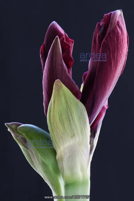 : Amaryllis, Hippeastrum Royal Velvet, Red subject : Amaryllis, Hippeastrum Royal Velvet, Red subject