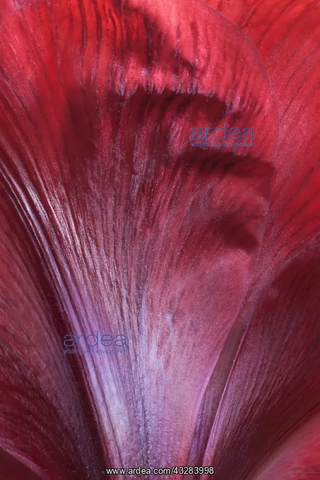 : Amaryllis, Hippeastrum Royal Velvet, Red subject : Amaryllis, Hippeastrum Royal Velvet, Red subject
