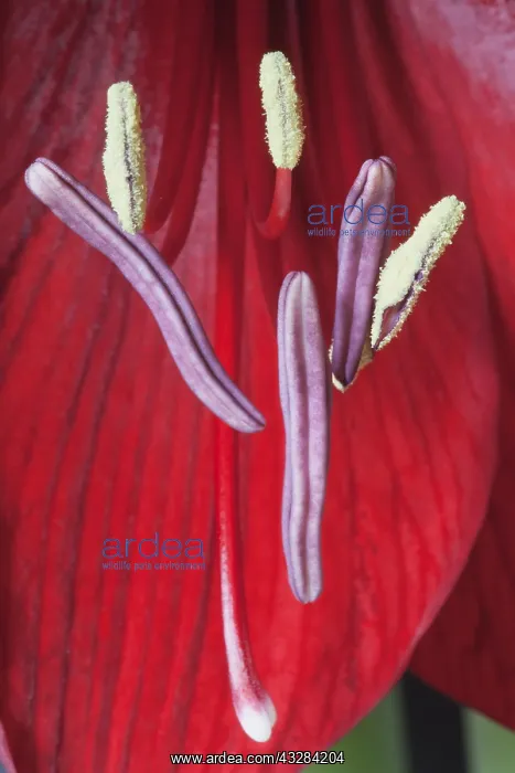  : Amaryllis, Hippeastrum Royal Velvet, Red subject