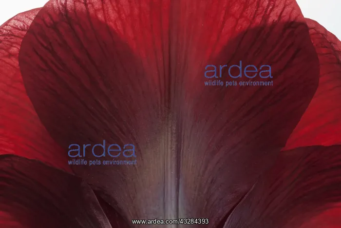 : Amaryllis, Hippeastrum Royal Velvet, Red subject : Amaryllis, Hippeastrum Royal Velvet, Red subject
