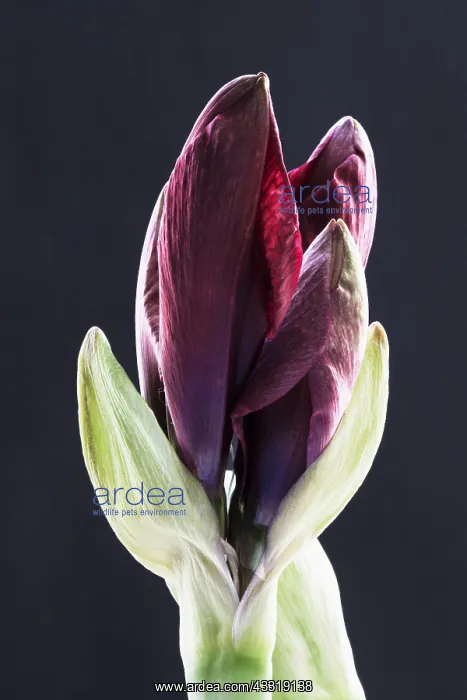 : Amaryllis, Hippeastrum Royal Velvet, Red subject : Amaryllis, Hippeastrum Royal Velvet, Red subject