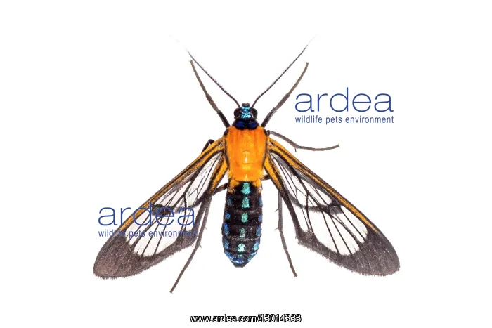: Amata sp. isolated on a white background : Amata sp. isolated on a white background