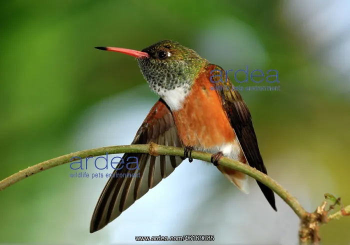 : Amazilia Hummingbird (Amazilia amazilia) perched : Amazilia Hummingbird (Amazilia amazilia) perched