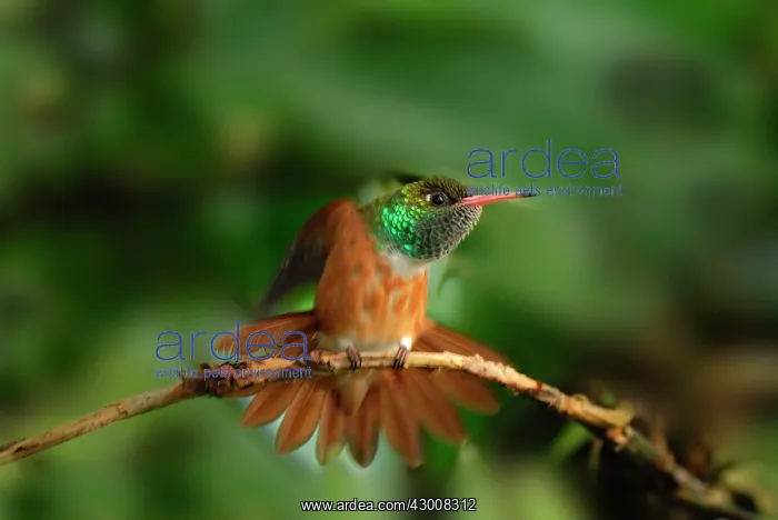 : Amazilia Hummingbird controlled conditions : Amazilia Hummingbird controlled conditions