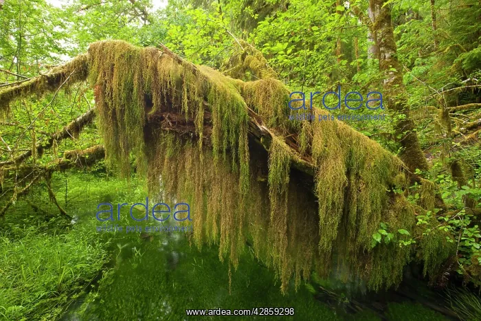 : Amazing curtain of Oregon Selaginella or Oregon : Amazing curtain of Oregon Selaginella or Oregon