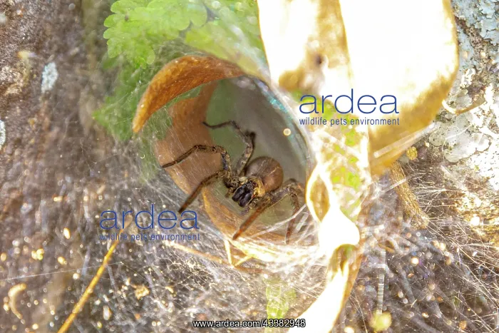 : Amazing spider web of a large black spider in Co : Amazing spider web of a large black spider in Co