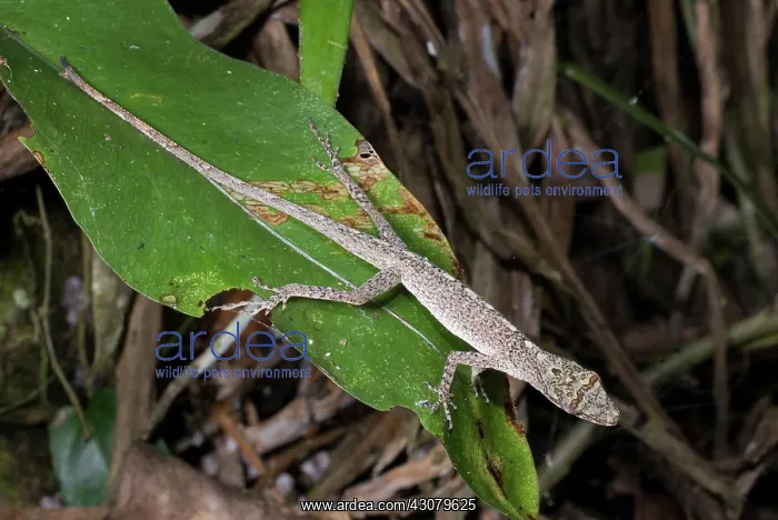 : Amazon Bark Anole : Amazon Bark Anole