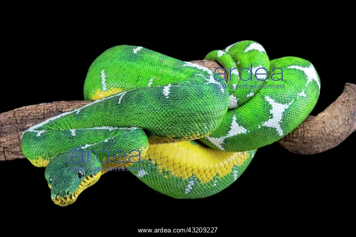 : Amazon Basin emerald tree boa (Corallus batesii) : Amazon Basin emerald tree boa (Corallus batesii)