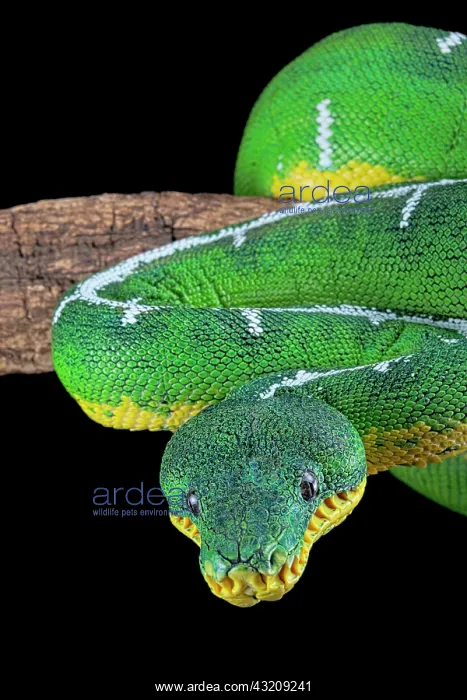 : Amazon Basin emerald tree boa (Corallus batesii) : Amazon Basin emerald tree boa (Corallus batesii)