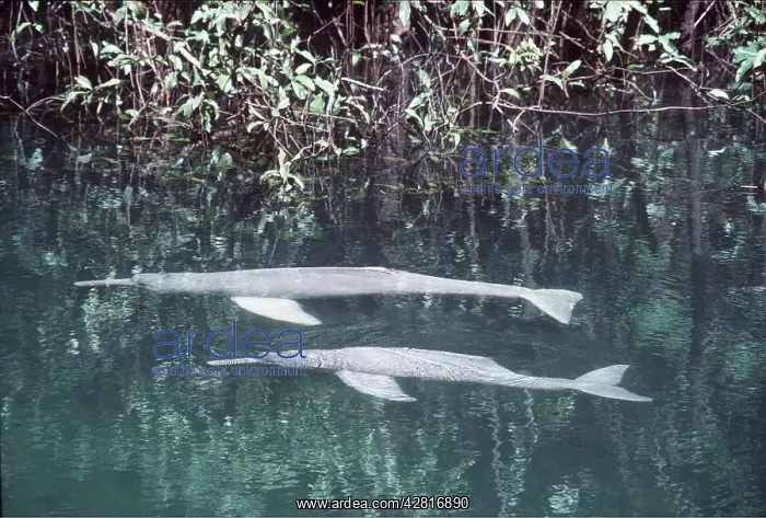 : Amazon / Boto / Pink River DOLPHIN : Amazon / Boto / Pink River DOLPHIN