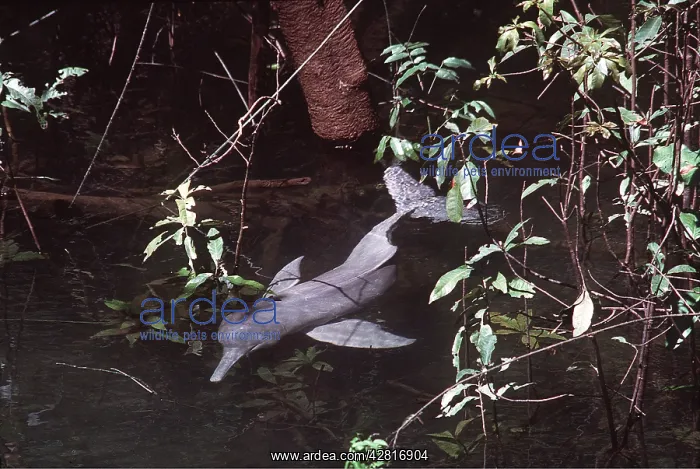 : Amazon / Boto / Pink River DOLPHIN : Amazon / Boto / Pink River DOLPHIN
